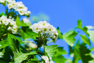 春天山楂树盛开的白色山楂花
