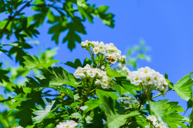 春天山楂树盛开的白色山楂花