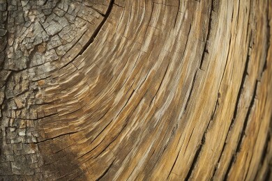 树干的纹理细节主题