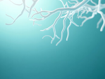 神经元分支结构