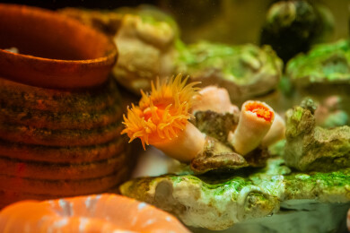 海缸炮仗花