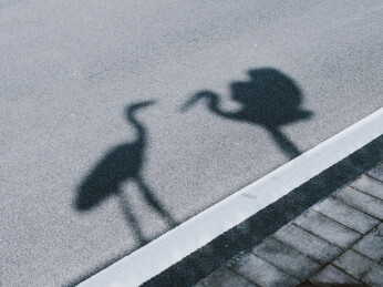 太阳光照耀着中国马路旁一对丹顶鹤的影子