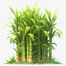 绿色的甘蔗林