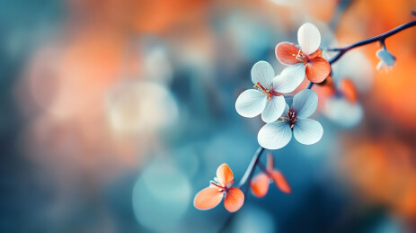 春花绽放的特写