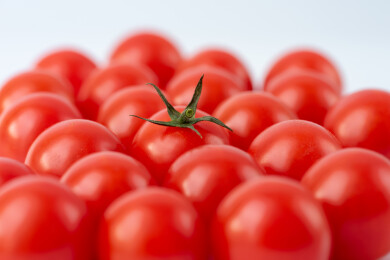 白色背景下的新鲜小番茄特写