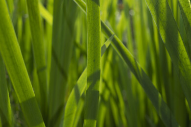 春天的绿色植物