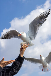 特写一位老人的手在给海鸥喂食