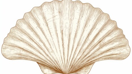 扇贝纹理特写