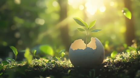 生命破壳新芽绽放