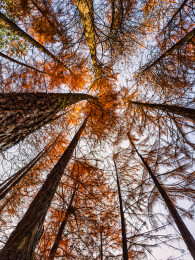 仰视角度的红叶水杉