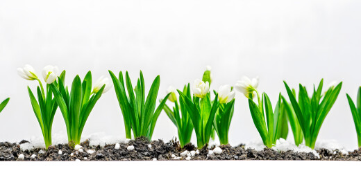 白雪皑皑中盛开的雪莲花