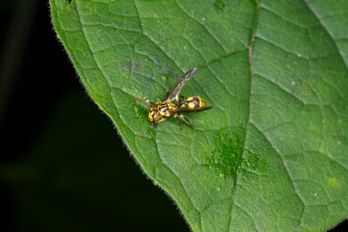 黄蜂停留在绿色叶片上的微距画面