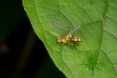 黄蜂停留在绿色叶片上的微距画面