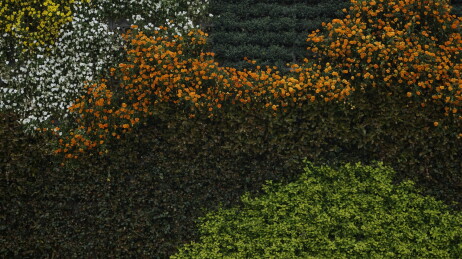 花卉墙花朵纹理展示