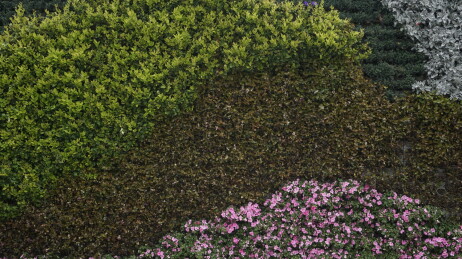 花卉墙花朵纹理展示