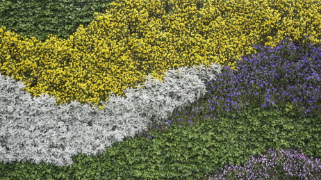 花卉墙花朵纹理展示