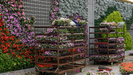 花卉墙花朵纹理展示