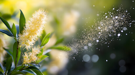 盛开的花朵花粉飘散