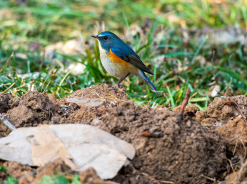 自然生境下的红胁蓝尾鸲        