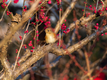 自然生境下的红胁蓝尾鸲        