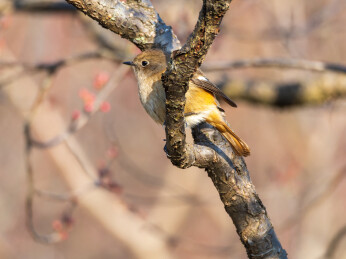 生态环境下的北红尾鸲雌鸟    