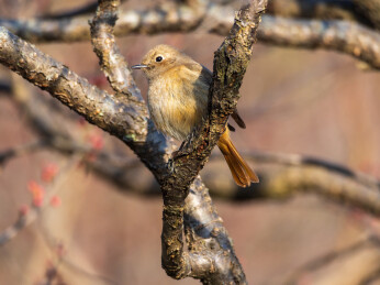 生态环境下的北红尾鸲雌鸟    