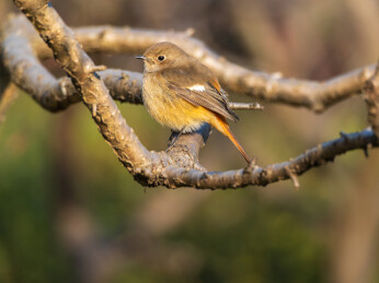生态环境下的北红尾鸲雌鸟    