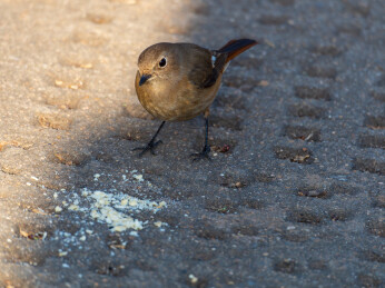 生态环境下的北红尾鸲雌鸟    