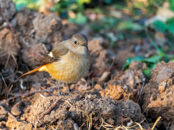 生态环境下的北红尾鸲雌鸟    