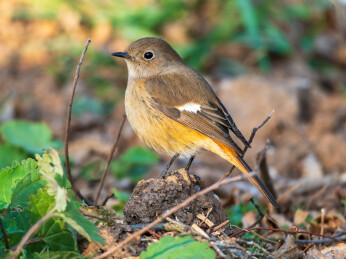 生态环境下的北红尾鸲雌鸟    