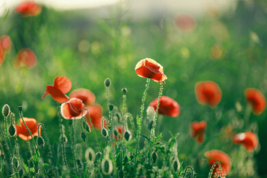 一片虞美人野花