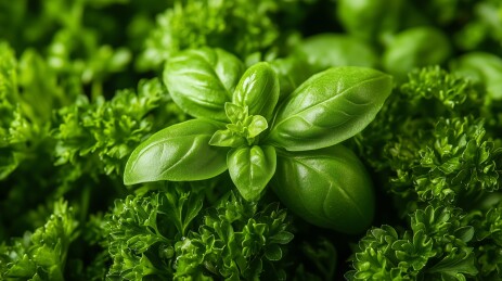 翠绿欲滴的罗勒与欧芹