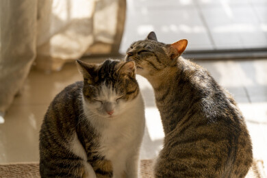 阳光下互相互动舔毛的美短卷耳猫和狸花猫