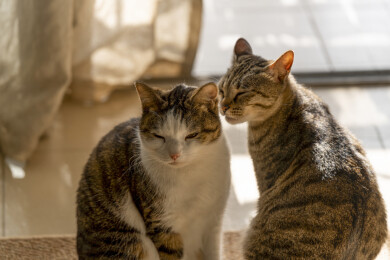 阳光下互相互动舔毛的美短卷耳猫和狸花猫