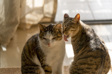 阳光下互相互动舔毛的美短卷耳猫和狸花猫
