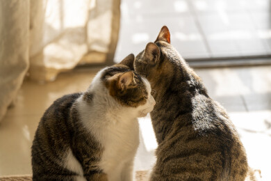 阳光下互相互动舔毛的美短卷耳猫和狸花猫