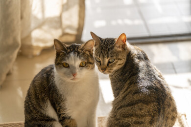 阳光下互相互动舔毛的美短卷耳猫和狸花猫