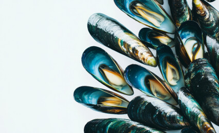 鲜美的贻贝扇贝特写