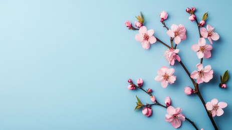 花卉背景