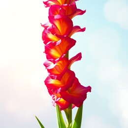 火红郁金香绽放蓝天