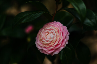 花卉特写