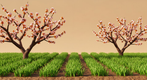 杏花树绿地风景