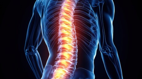 人体脊柱的医学影像