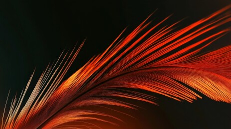 火红色羽毛特写