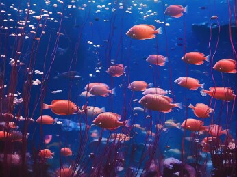 水族馆中的鱼群主题
