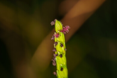 带紫花的绿色植物近景特写