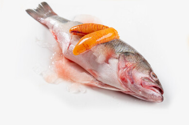 白色背景淡水江鲈鱼鱼籽冰块保鲜