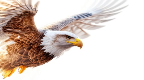 展翅的白鹰图