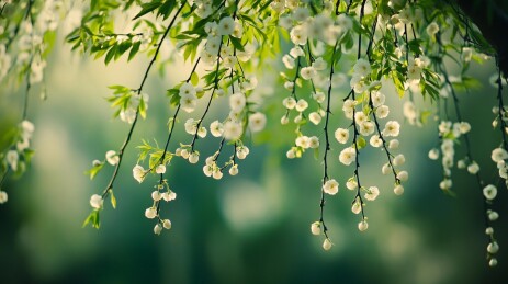 绿叶白花壁纸
