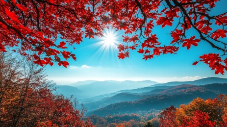 枫树满山红叶